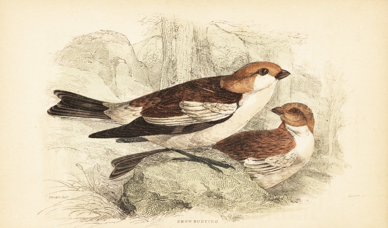 Snösparv, Plectrophenax nivalis.1889 (gravyr) av Unbekannter Künstler
