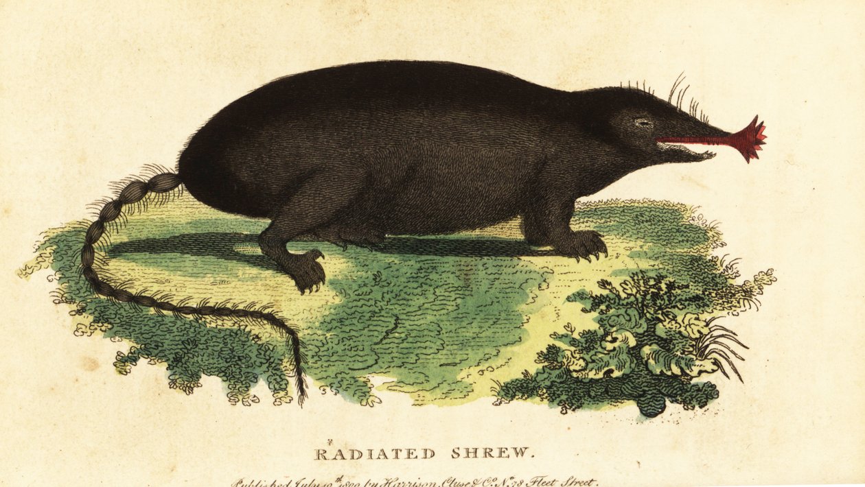 Stjärnnosmullvad, Condylura cristata., 1800 (gravyr) av Unbekannter Künstler