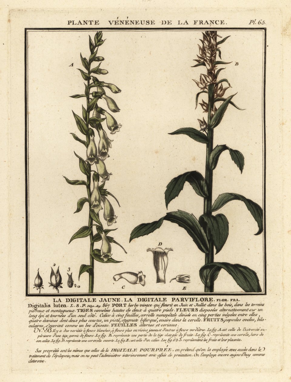Fixglove med halm, Digitalis lutea. av Unbekannter Künstler