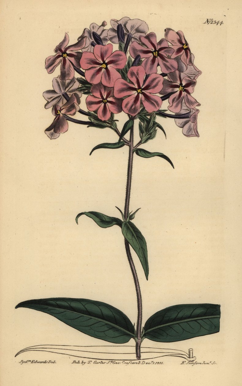 Tjockbladsflox, Phlox carolina (Rough-skaft lychnidea) av Unbekannt