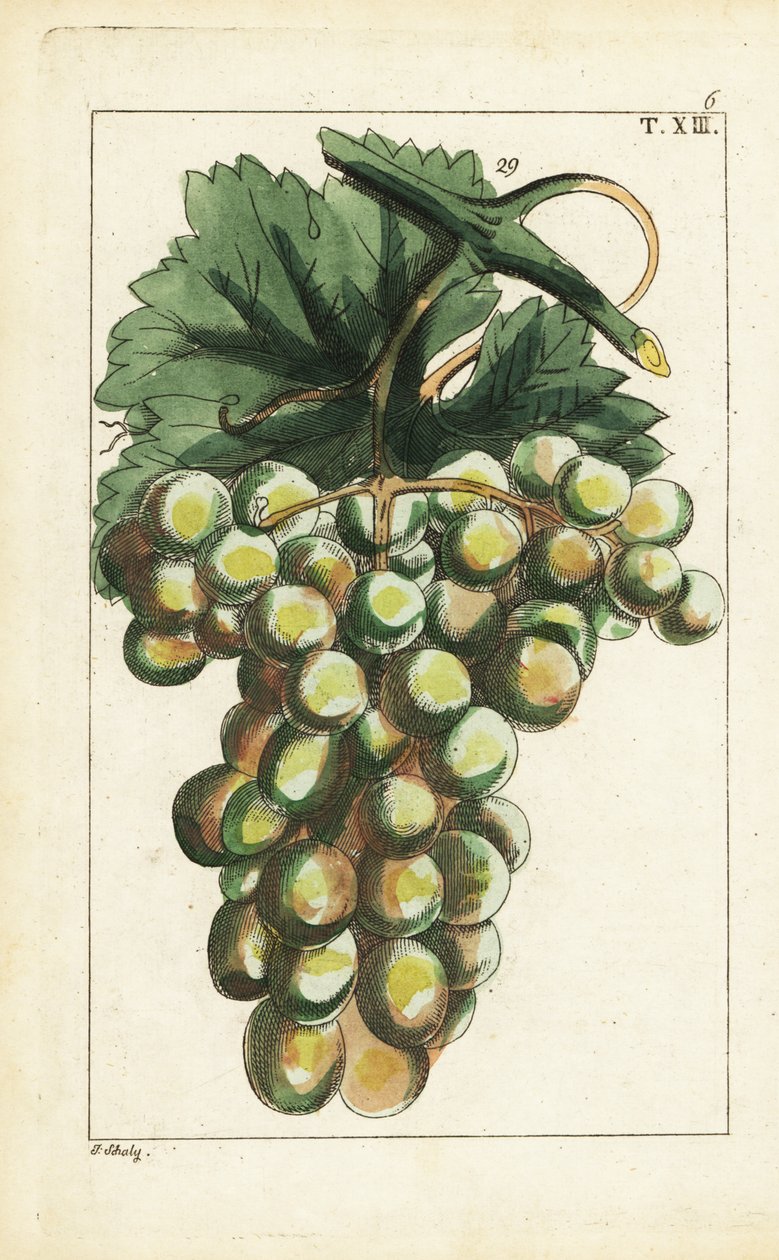 Traminar druvsort, Vitis vinifera. av Unbekannter Künstler