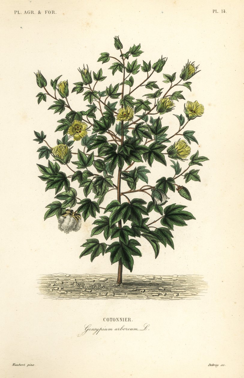 Trädbomull, Gossypium arboreum, Cotoninier av Unbekannt