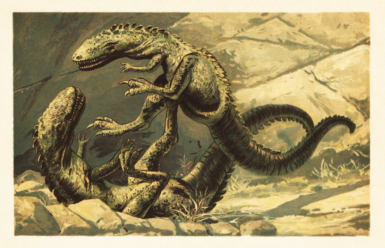 Två stridande Dryptosaurus aquilunguis.1908 (litografi) av Unbekannter Künstler