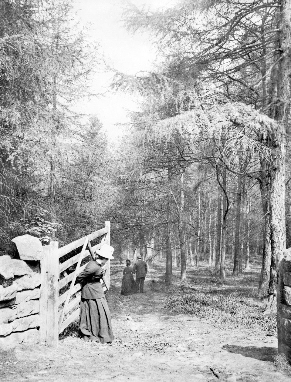 Storbritannien: Eaton Woods, c1890 av Unbekannt
