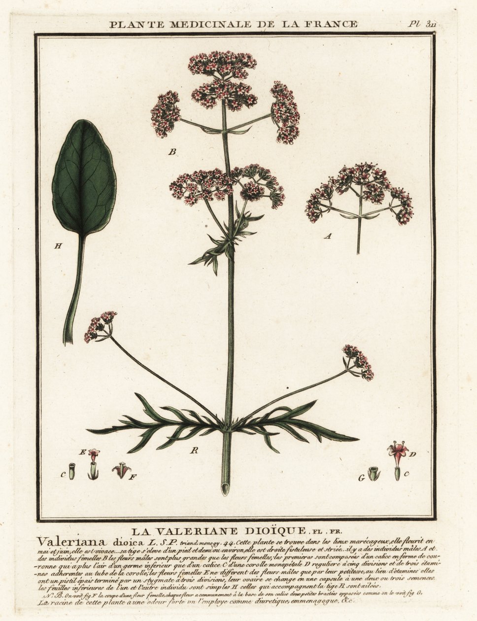 Valeriana, Valeriana dioica. av Unbekannter Künstler
