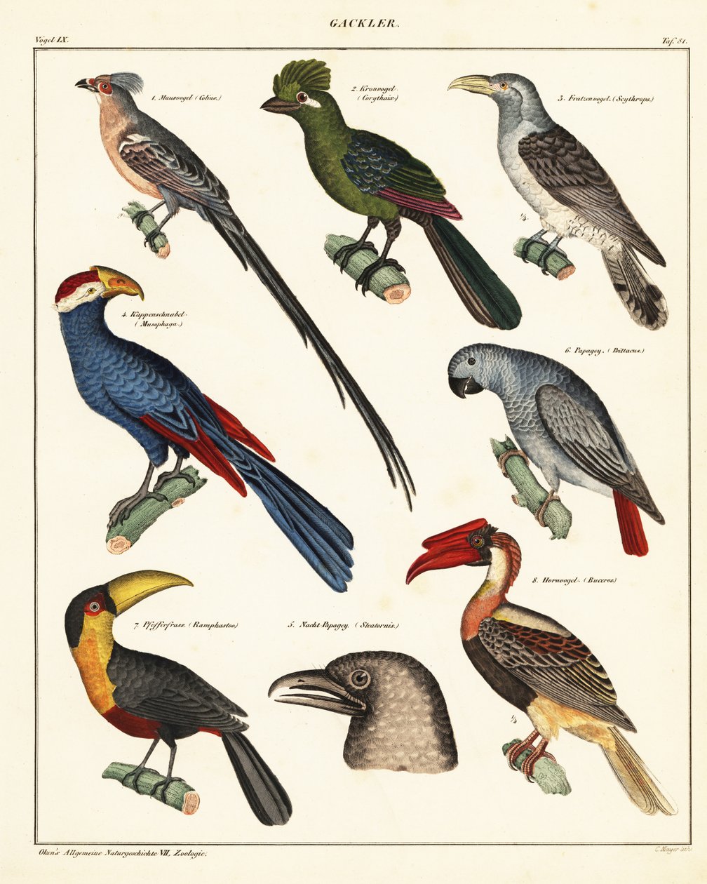 Sorter av fåglar., 1841 (litografi) av Unbekannter Künstler