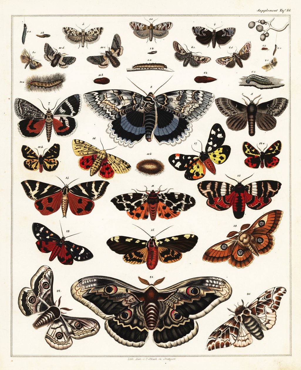 Sorter av fjärilar, nattfjärilar, etc., 1841 (litografi) av Unbekannter Künstler