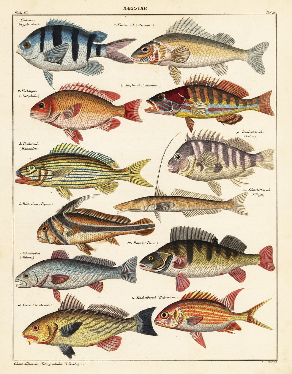 Sorter av fisk., 1841 (litografi) av Unbekannter Künstler