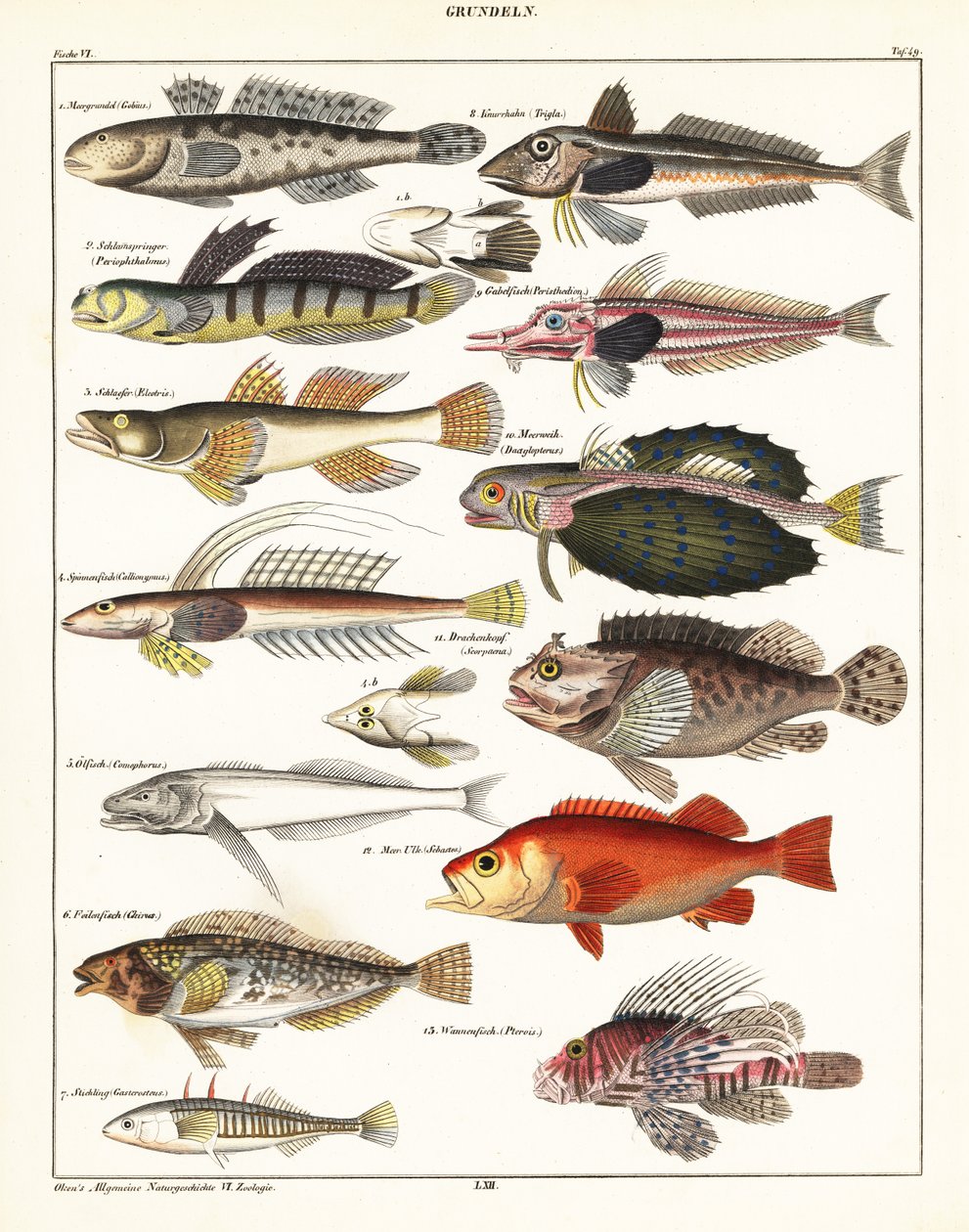 Sorter av fisk., 1841 (litografi) av Unbekannter Künstler