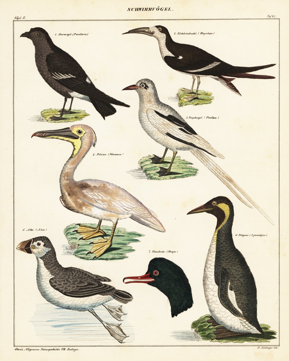 Sorter av sjöfåglar. ,1841 (litografi) av Unbekannter Künstler