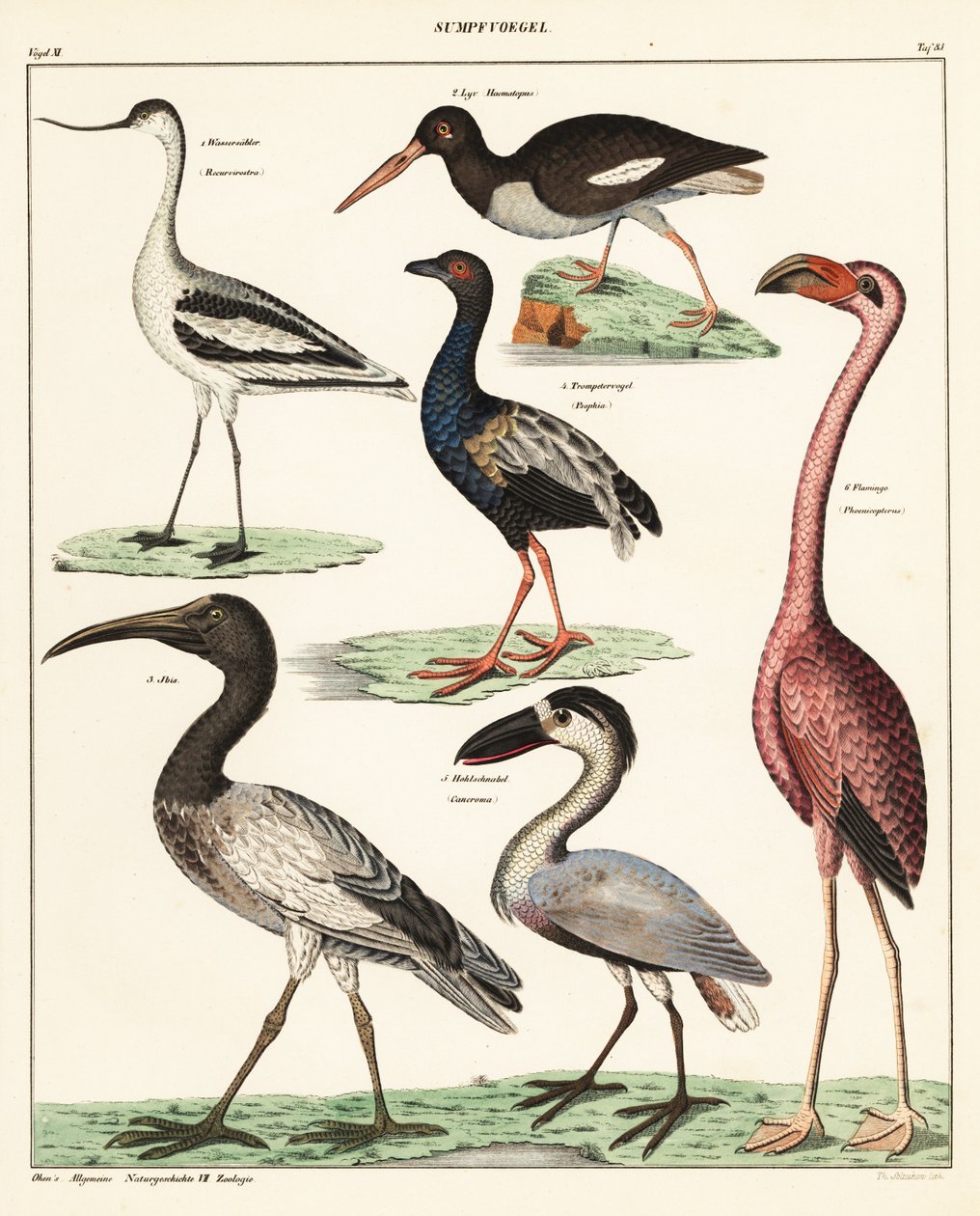 Varianter av vadarfåglar. ,1841 (litografi) av Unbekannter Künstler