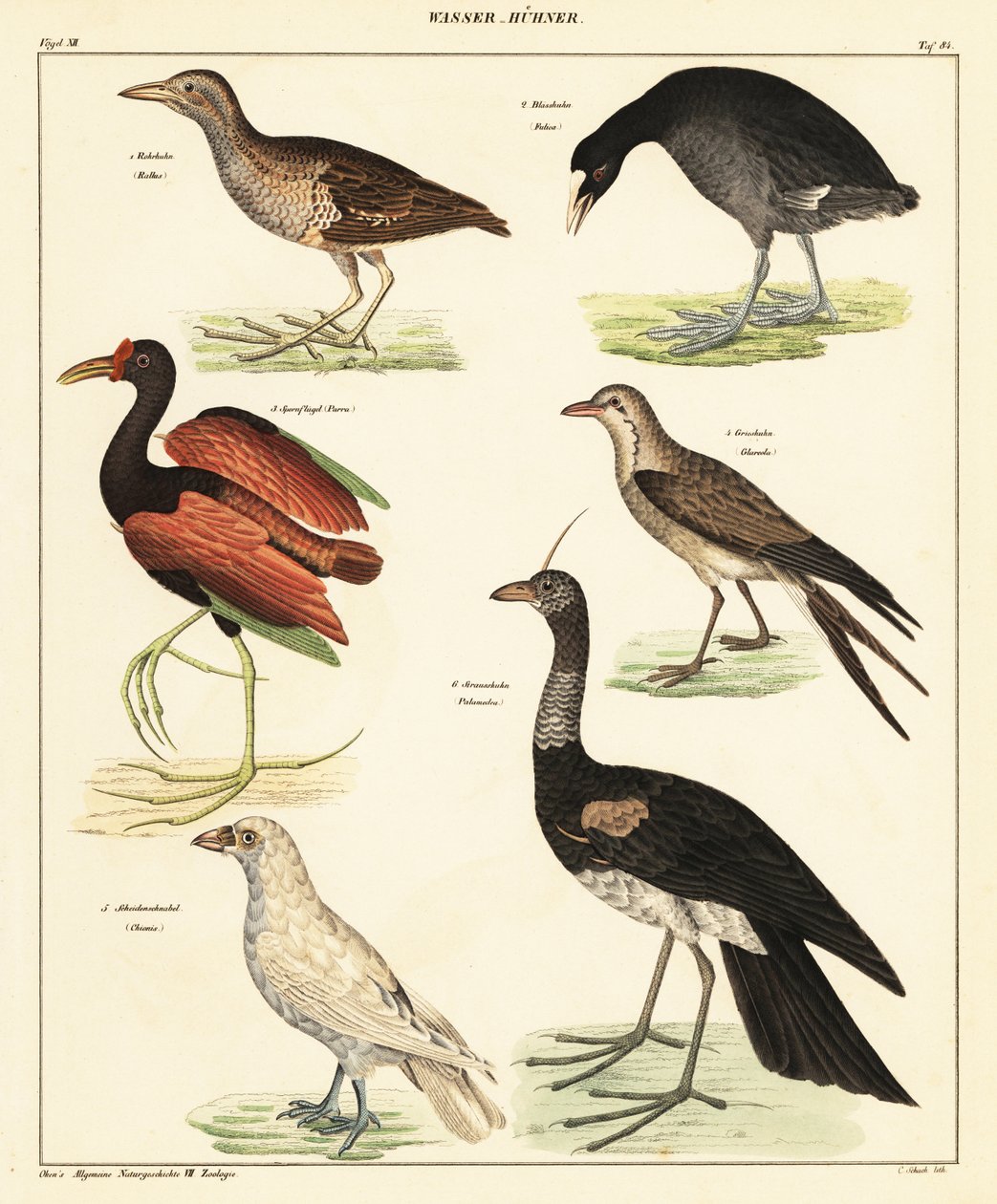 Variation av vattenfåglar. ,1841 (litografi) av Unbekannter Künstler