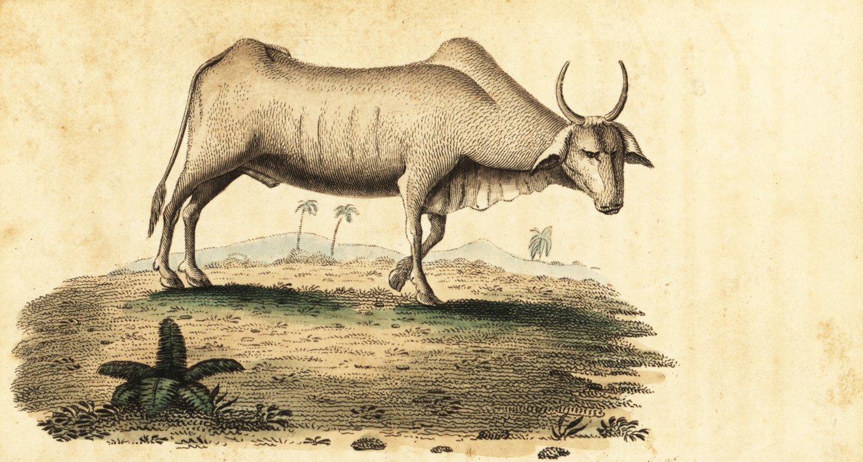 Vattenbuffel, Bubalus bubalus., 1800 (gravyr) av Unbekannter Künstler