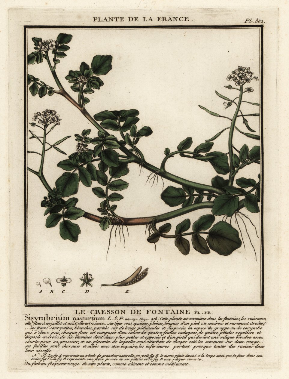 Vattenkrasse, Nasturtium officinale. av Unbekannter Künstler