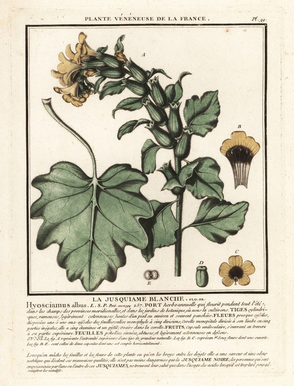 Vit höna, Hyoscyamus albus. av Unbekannter Künstler
