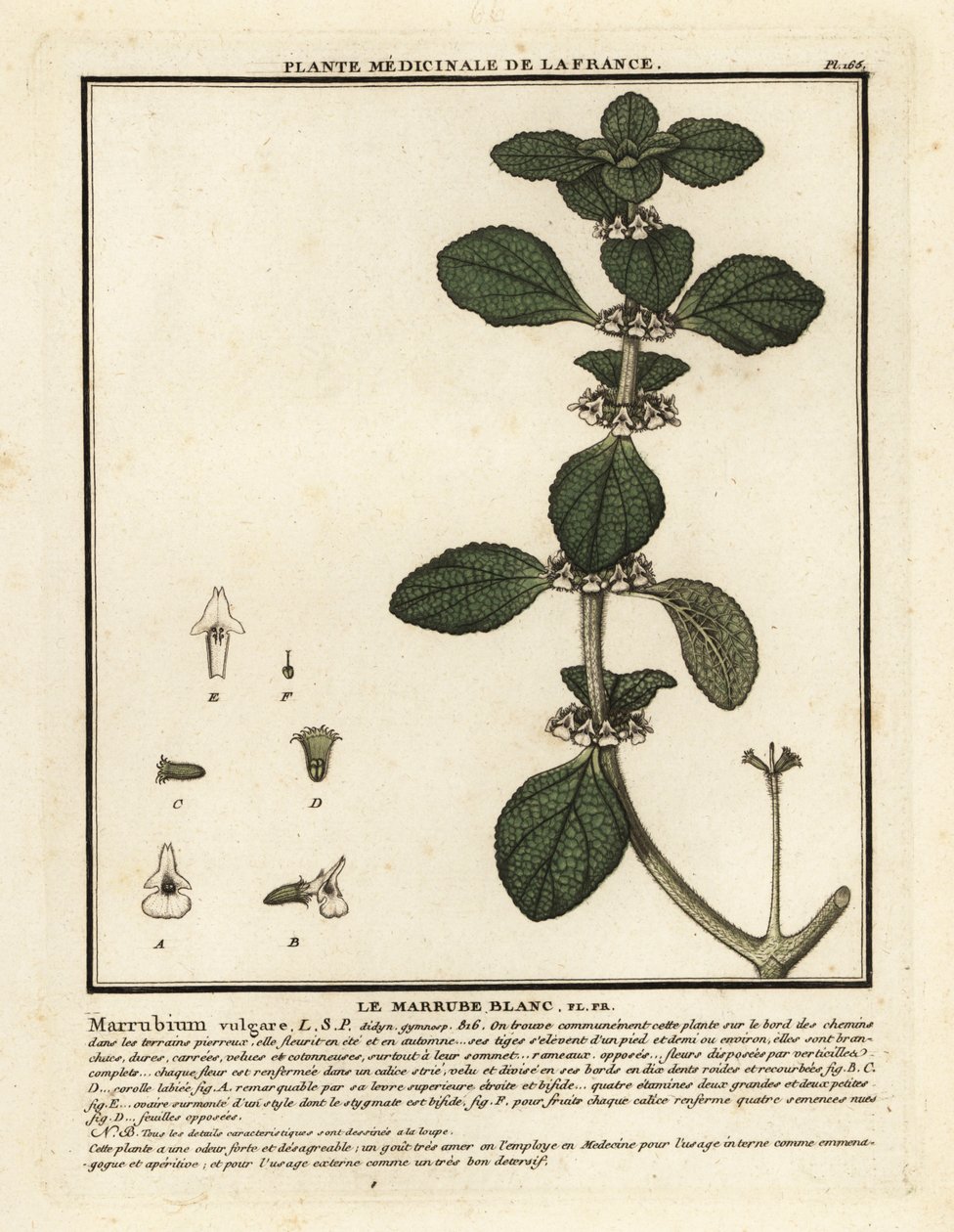 Vit horehound, Marrubium vulgare. av Unbekannter Künstler