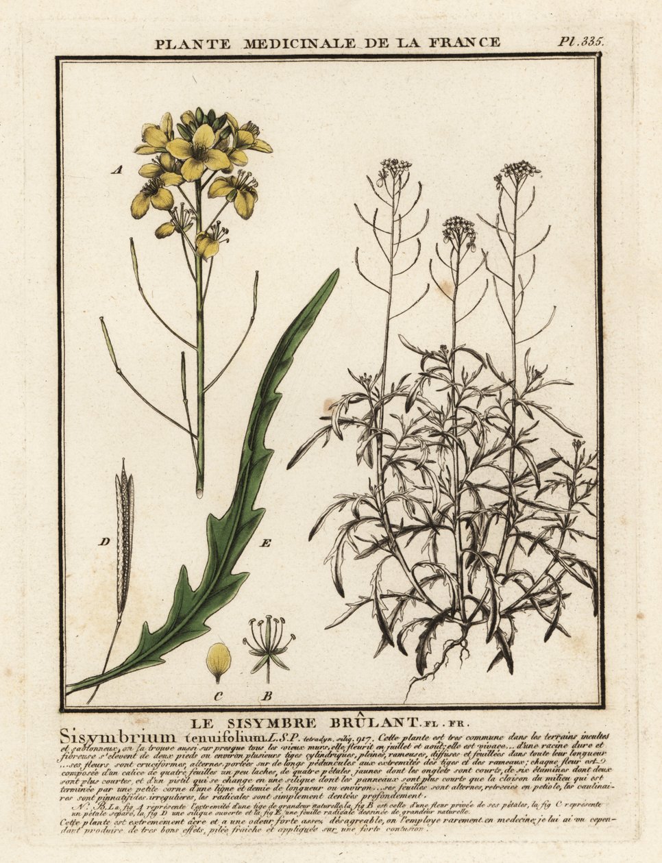 Vild raket, Diplotaxis tenuifolia. av Unbekannter Künstler