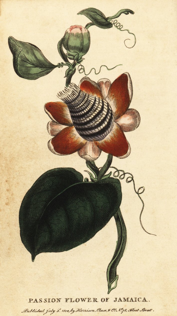 Passionsblomma med bevingad stjälk, Passiflora elata., 1800 (gravyr) av Unbekannter Künstler