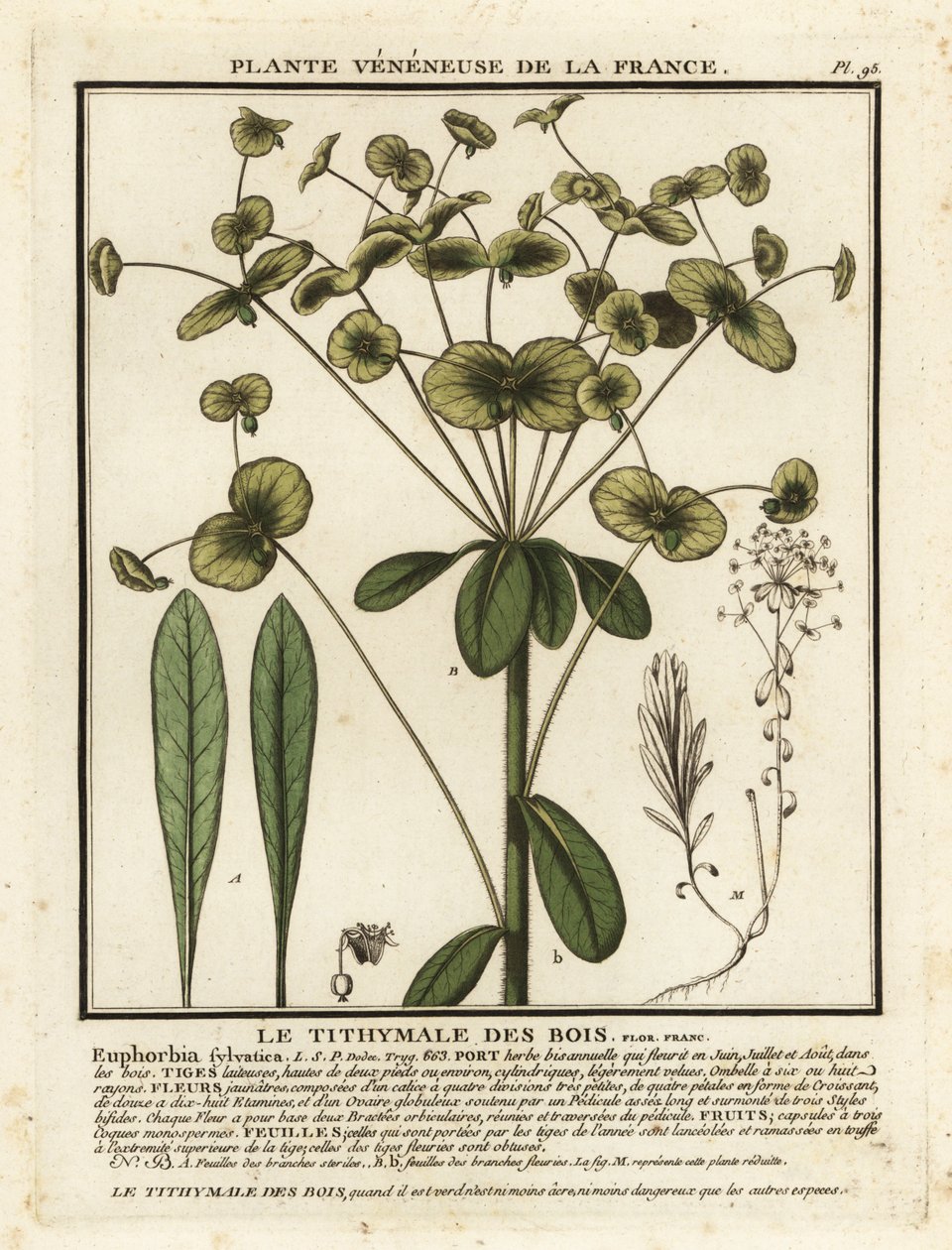 Träspår, Euphorbia amygdaloides. av Unbekannter Künstler