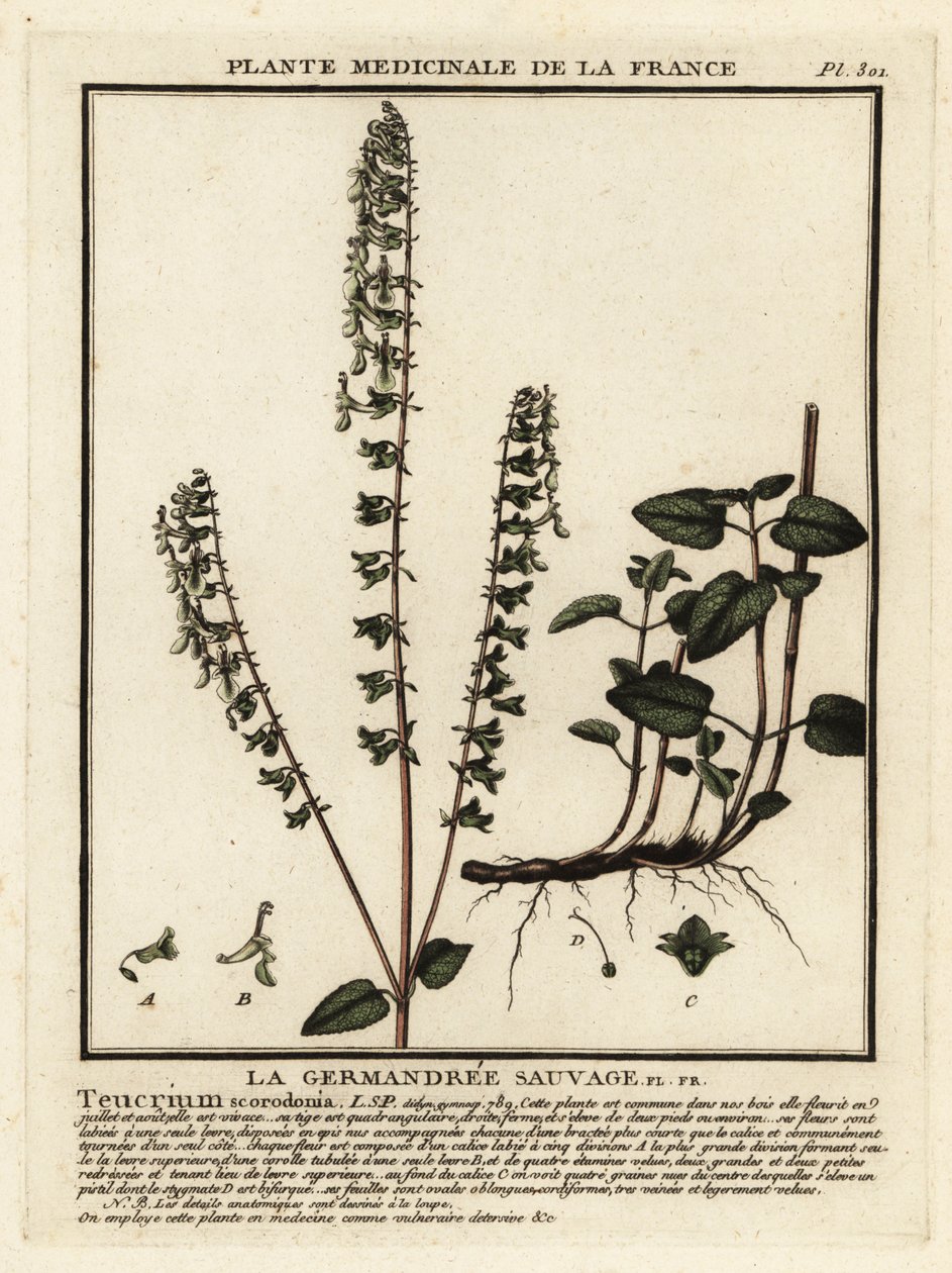 Skogsgermander, Teucrium scorodonia. av Unbekannter Künstler