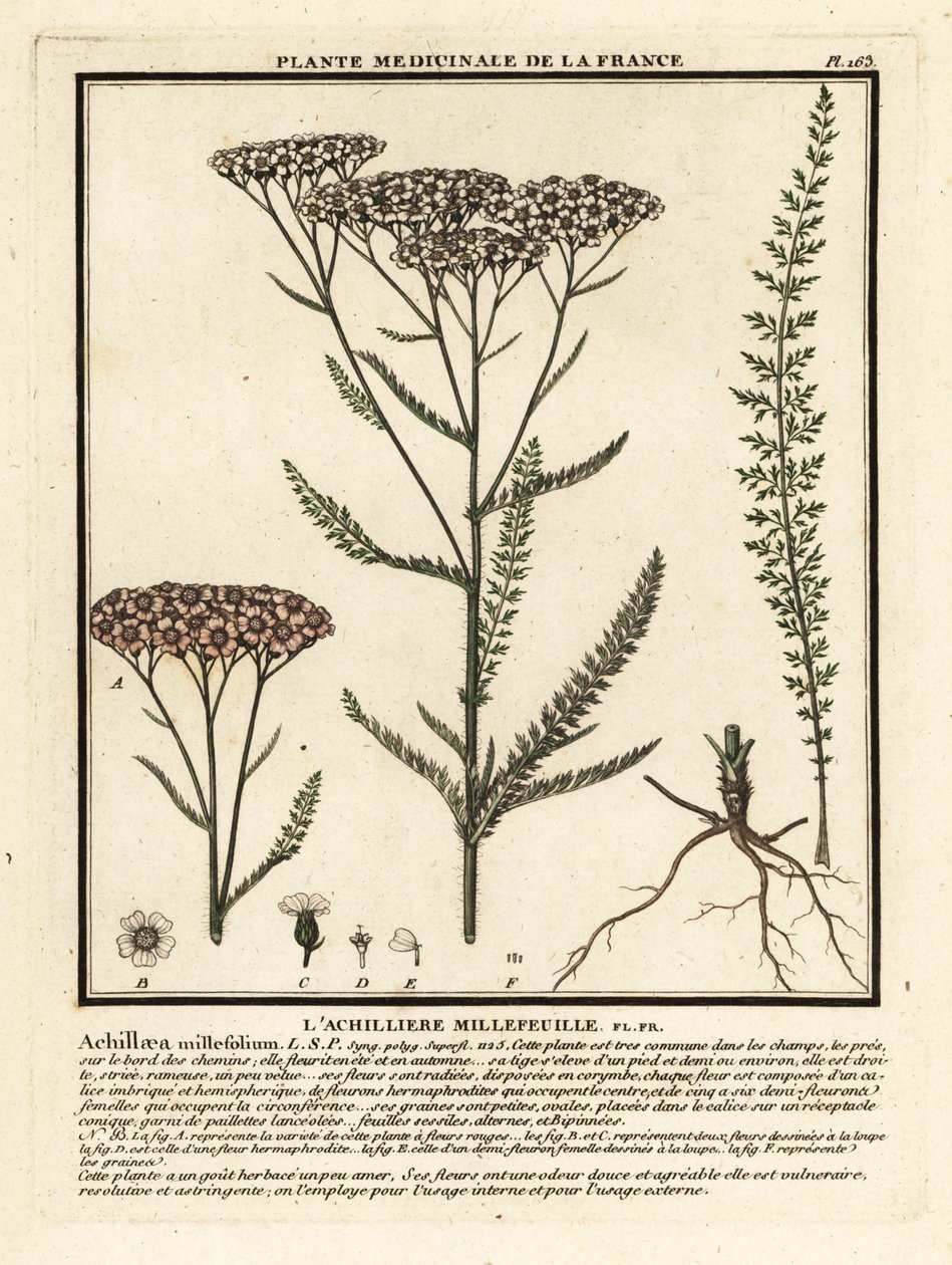 Yarrow, Achillea millefolium. av Unbekannter Künstler