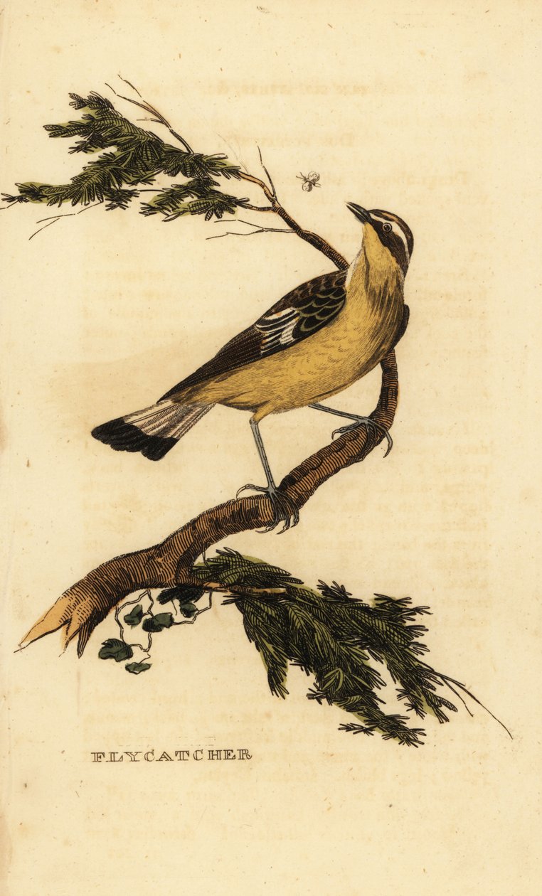 Gulrumpad flugsnappare, Ficedula zanthopygia. 1815 (gravyr) av Unbekannter Künstler