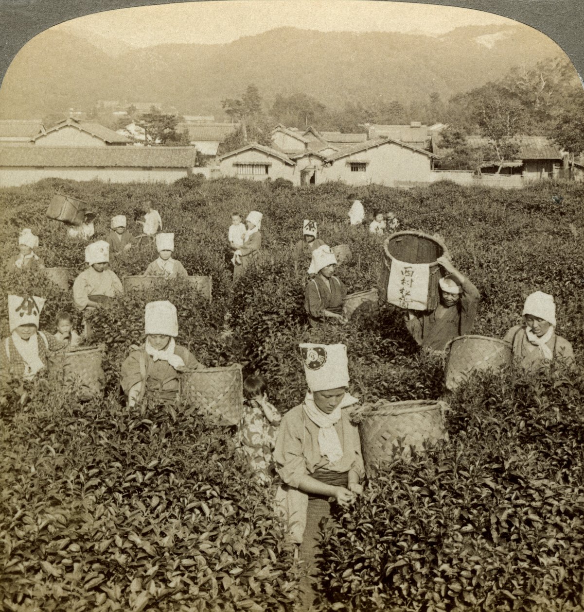 Flickor plockar te, Uji, Japan. av Underwood and Underwood