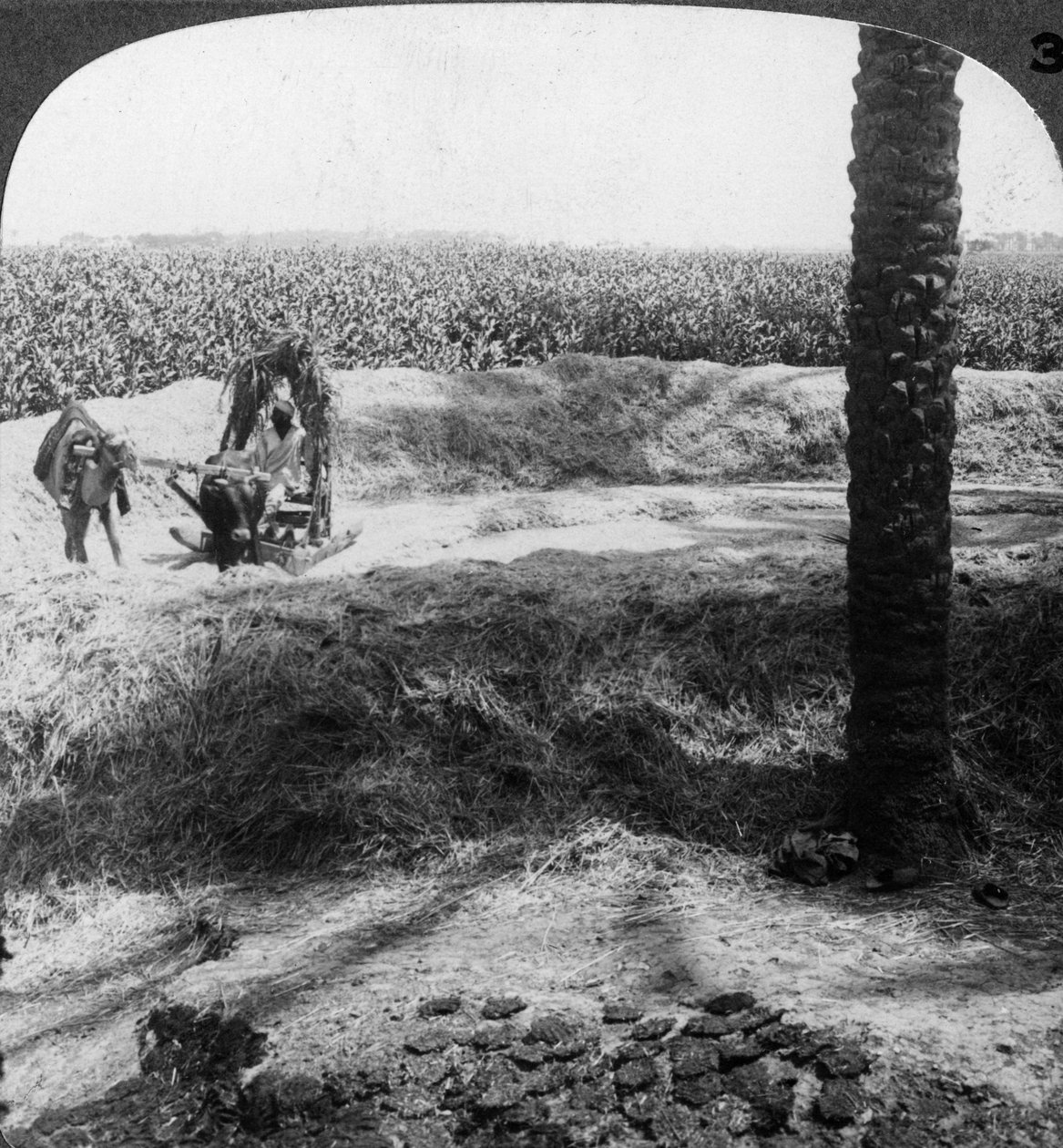 Trösk i Egypten, 1905. av Underwood and Underwood
