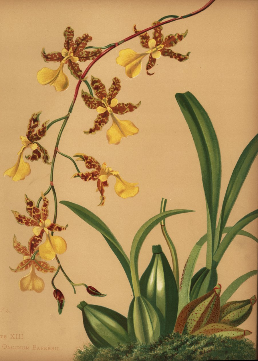 Dansande orkidé, Oncidium tigrinum (Oncidium barkerii) av Unknown