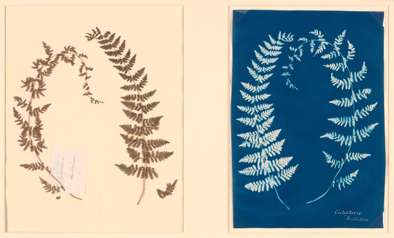Från Hatton Fern Album av Unknown