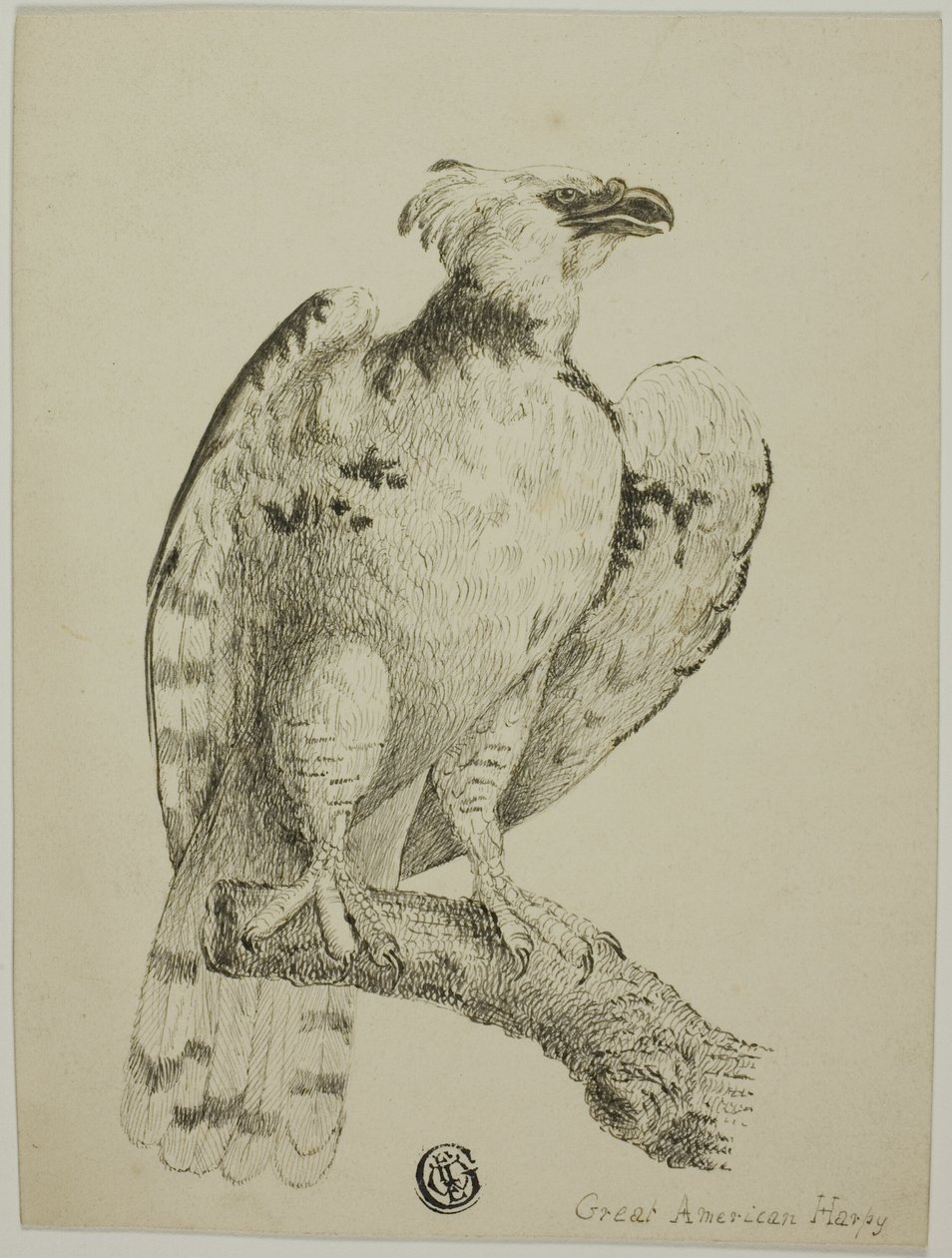Stor amerikansk Harpy av Unknown