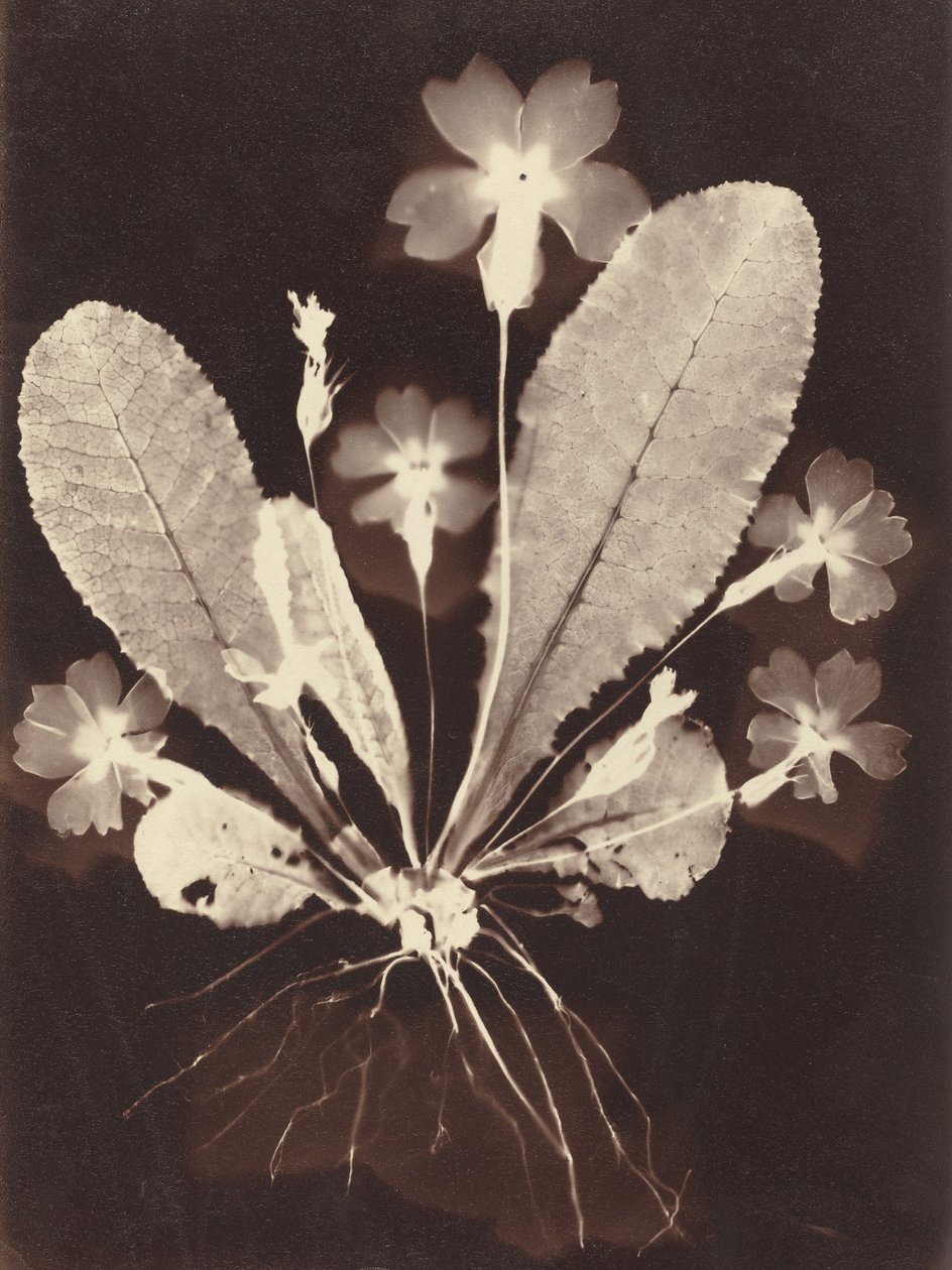 Botaniskt fotogram av Unknown 19th Century