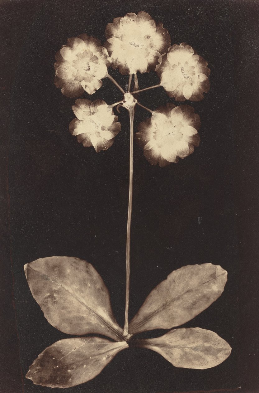 Botaniskt fotogram av Unknown 19th Century