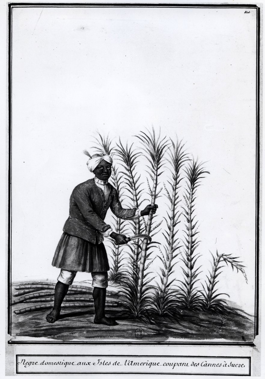 Antiller, inhemsk nigger som skär sockerrör. av Unknown artist