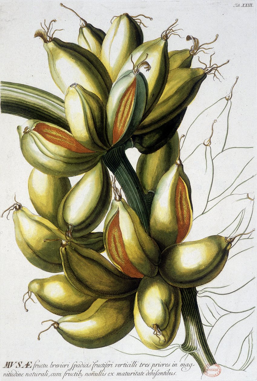 Botanisk tavla: bananer. n.d. 1800-talet. av Unknown artist