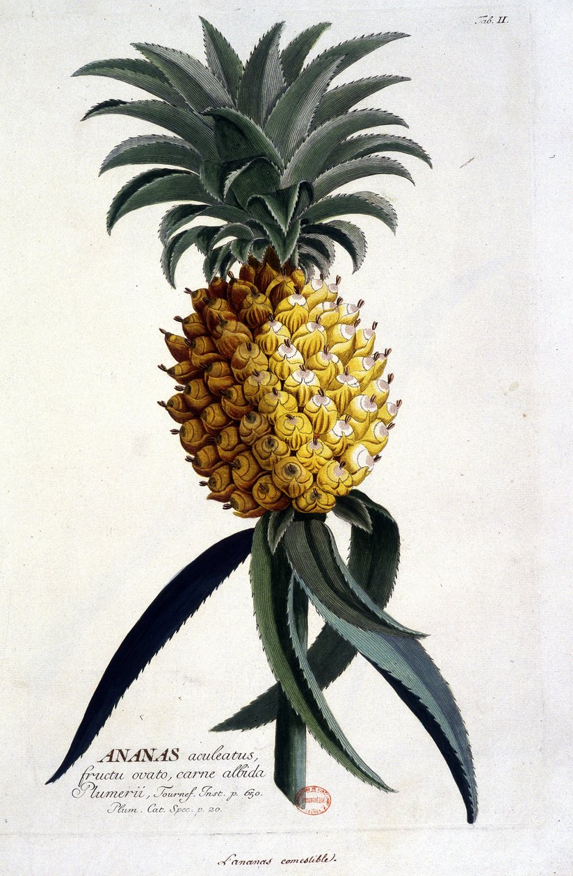 Botanisk tavla: ananas. n.d. 1800-talet. av Unknown artist