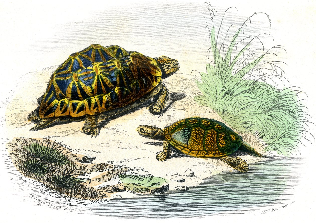 Geometrisk sköldpadda (Testudo geometrica) och gul sköldpadda av Unknown artist