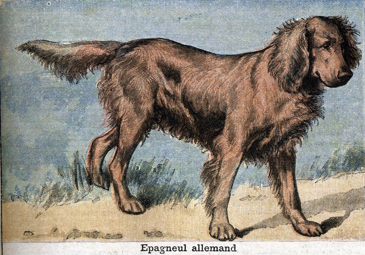 Jakthund: Tysk spaniel av Unknown artist