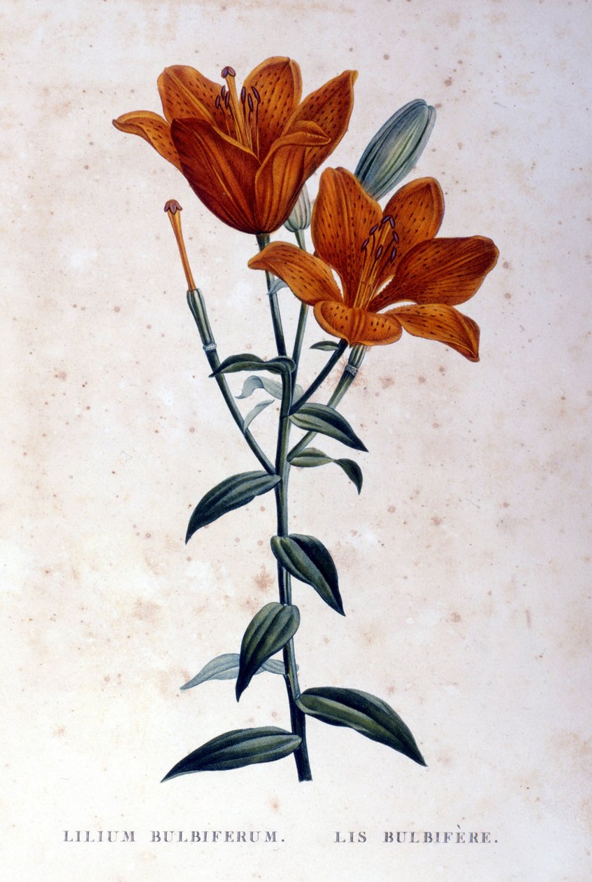 Röd löklilja. 1800-talsgravyr. av Unknown artist