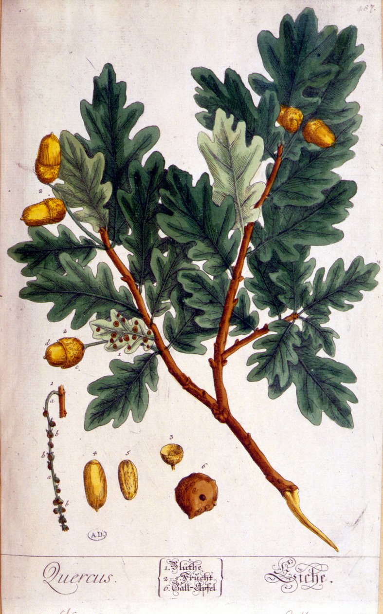 Eken (Quercus) - botanisk tavla av Unknown artist