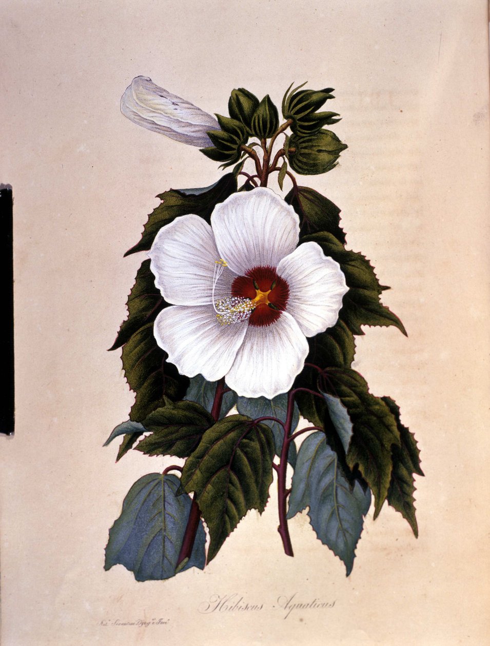 Ibiskusen. Botanisk styrelse. av Unknown artist