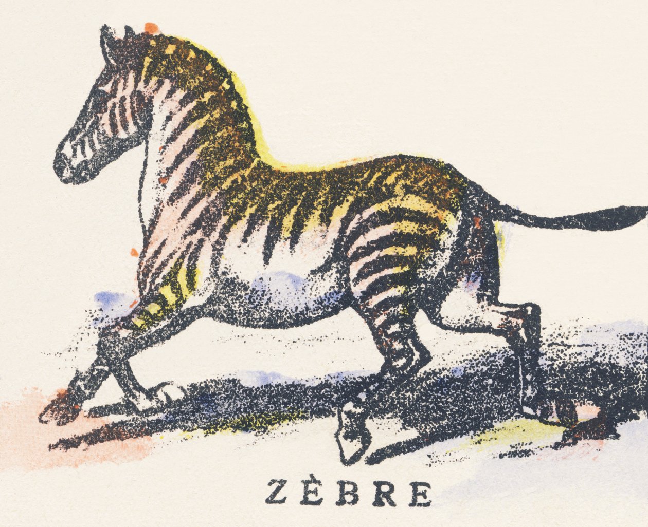Z: zebra av Unknown artist