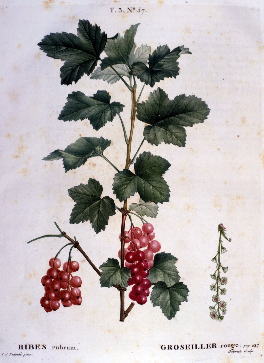 Ett krusbär: 1800-tals botaniska tavla. av Unknown artist