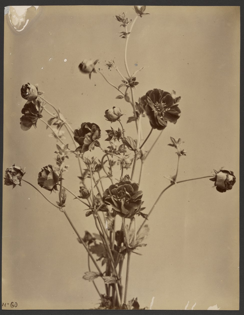 [Blommig studie] av Unknown artist