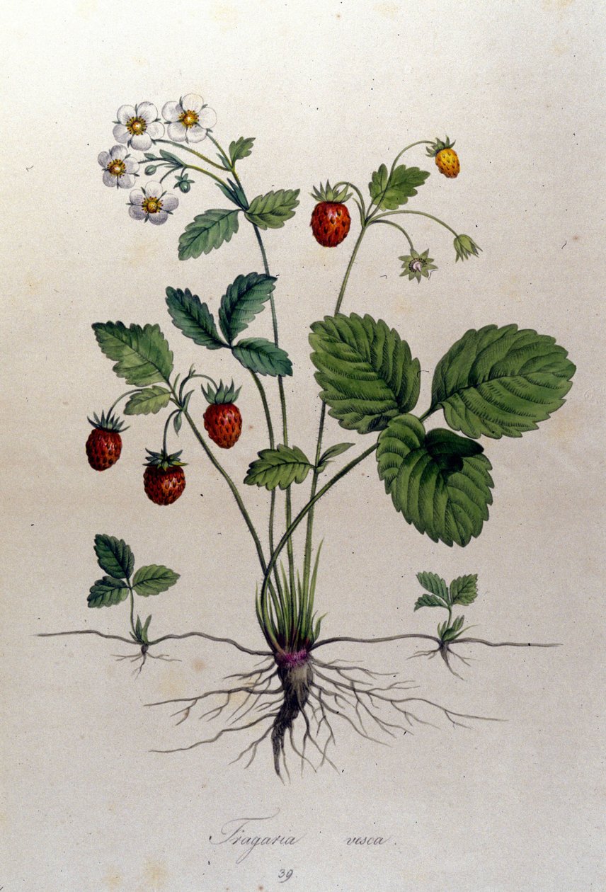 Fragaria Vesca (vildsmultron). av Unknown artist