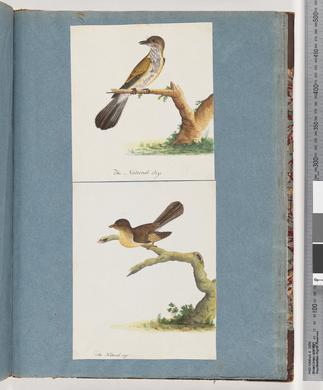 Sida 111. Oidentifierad fågel. 112. Oidentifierad fågel. av Unknown artist