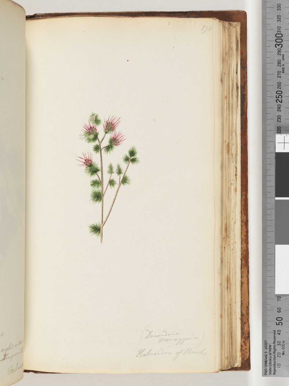 Sida 170. Decandria monogynia. Kalmoides of Banks av Unknown