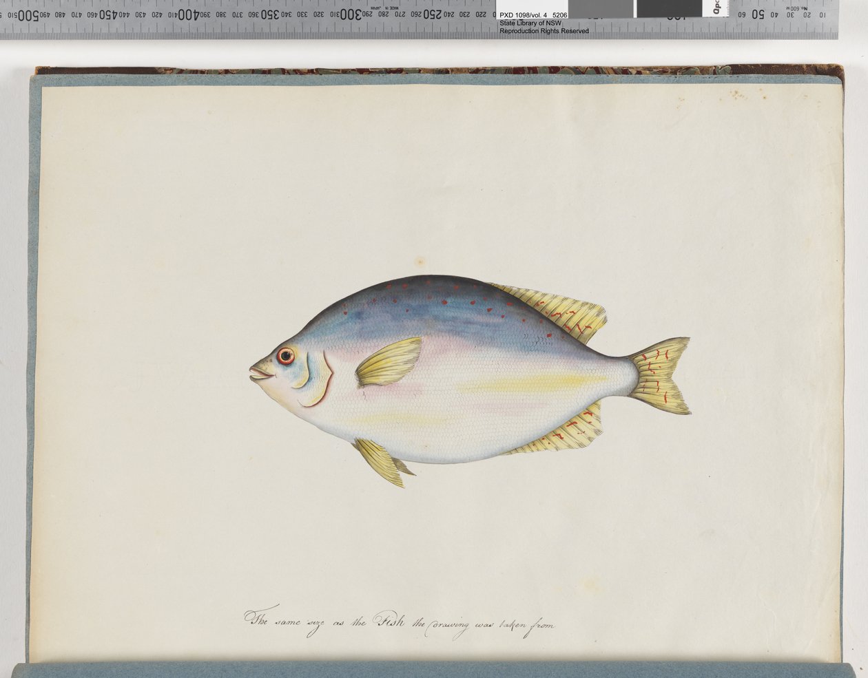 Sida 24. Oidentifierad fisk av Unknown artist