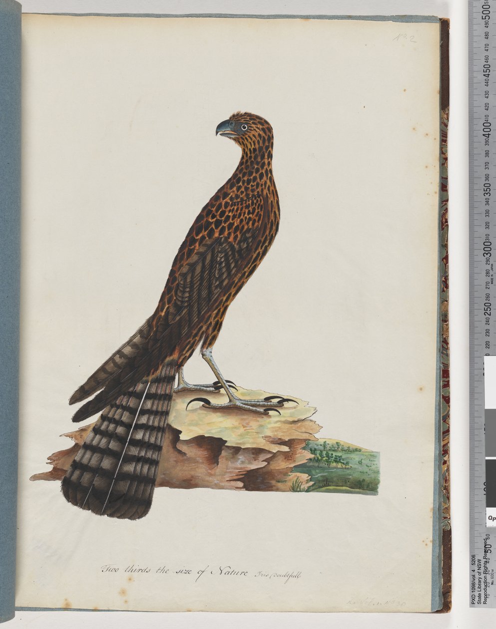 Sida 36. Röd gåhök. Utstrålad Falcon av Unknown artist