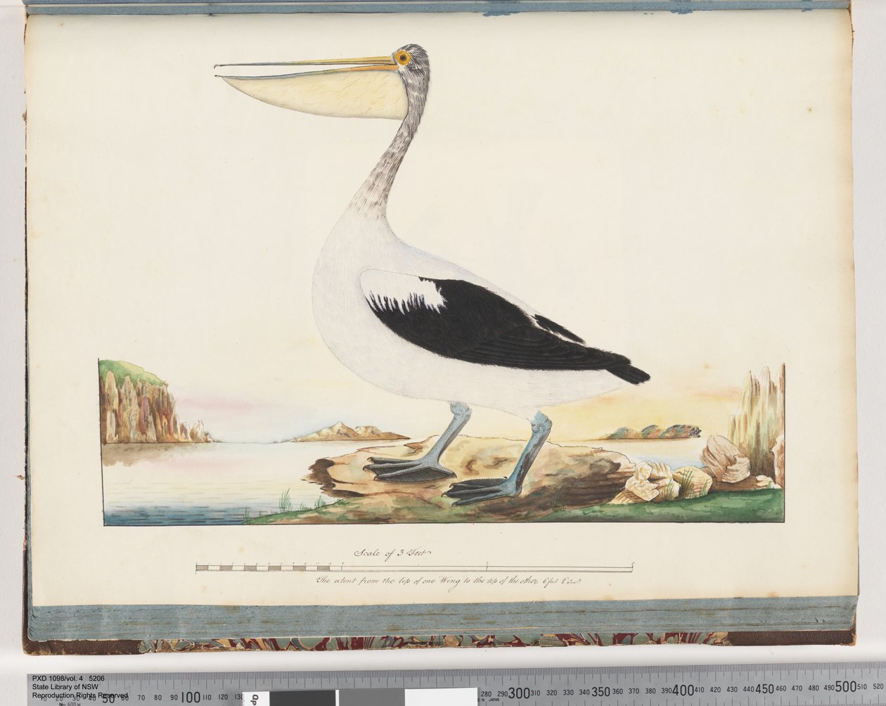 Sida 92. Australian Pelican av Unknown artist